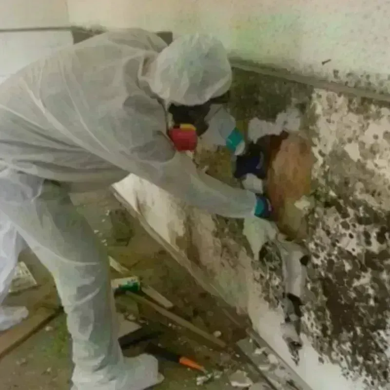 Mold Remediation and Removal in Cloverly, MD